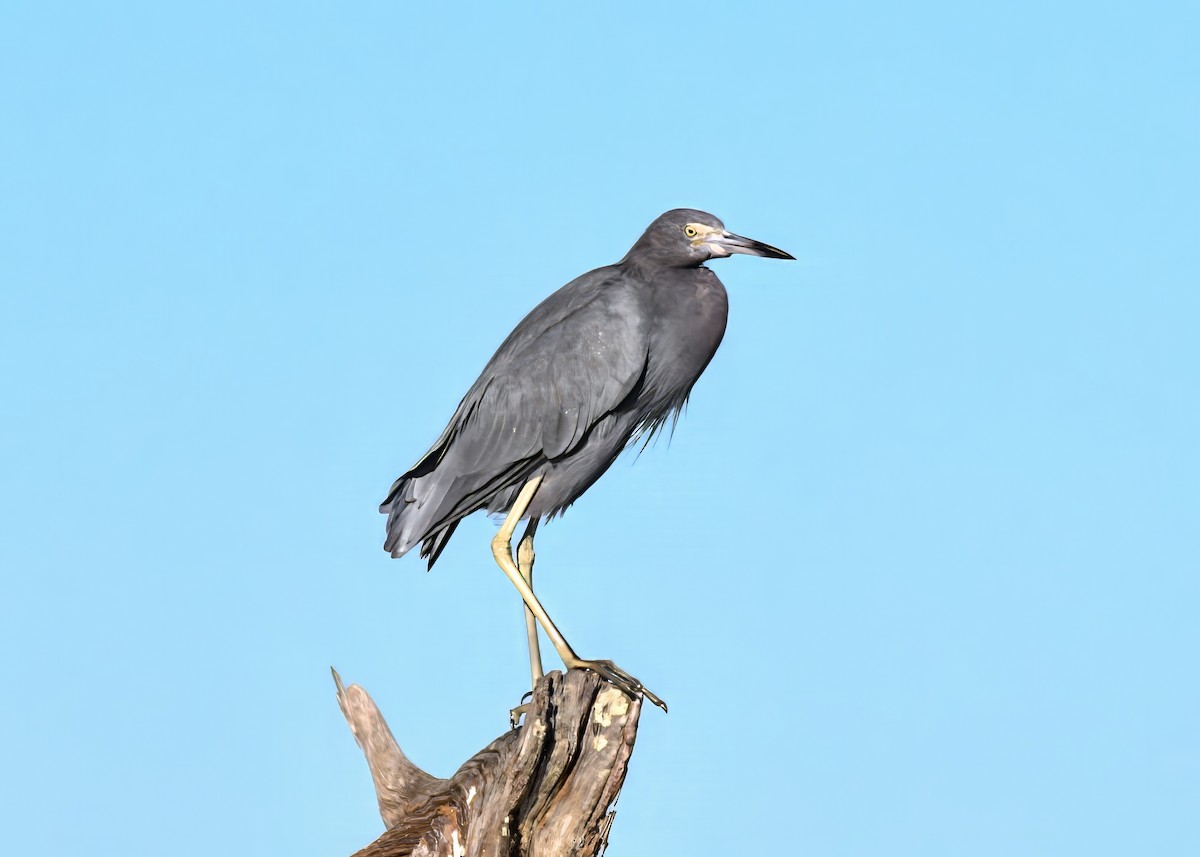 Little Blue Heron - ML643503347