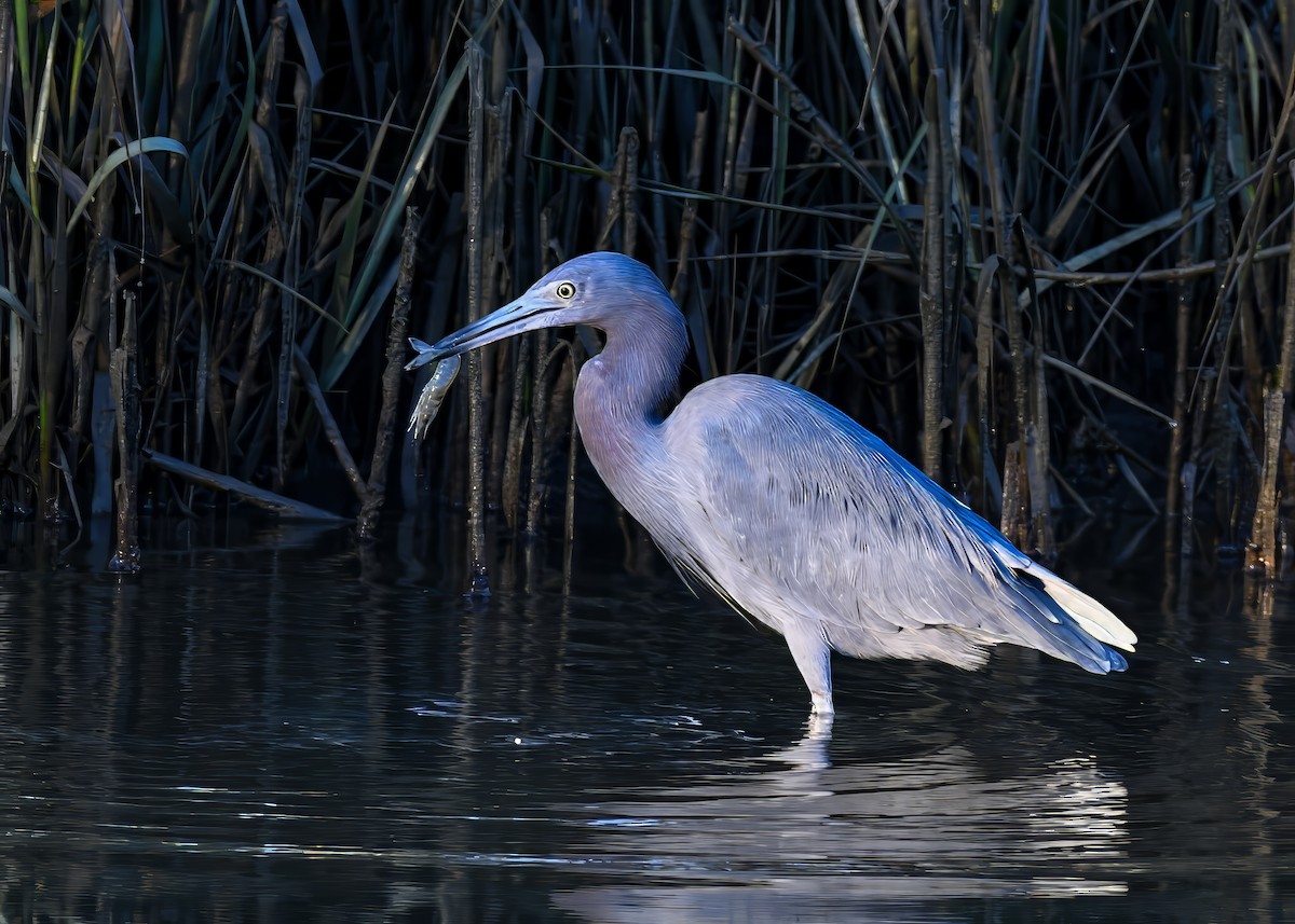 Little Blue Heron - ML643503348
