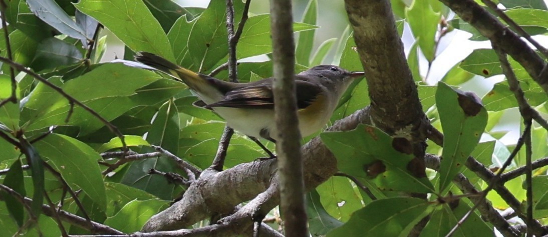 American Redstart - ML643503352