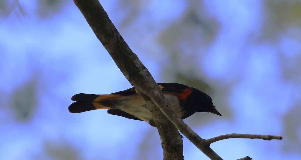 American Redstart - ML643503353