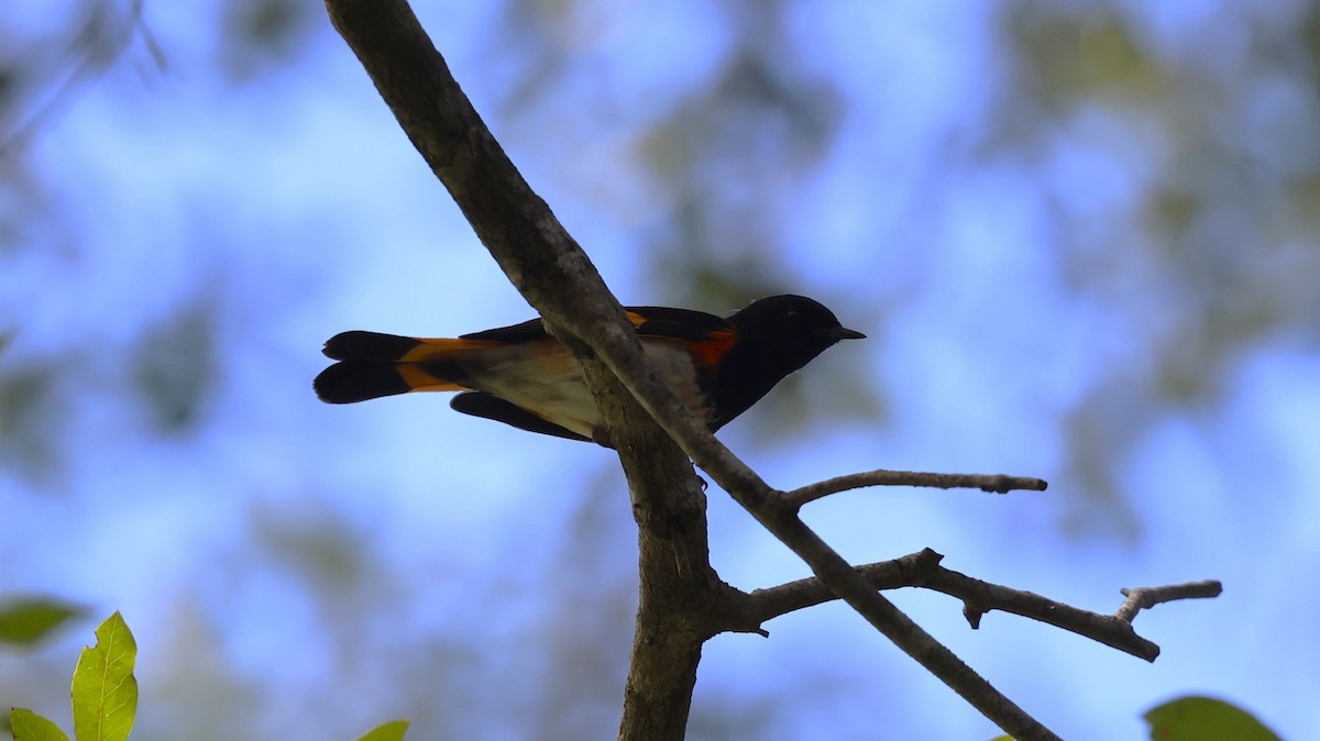 American Redstart - ML643503354
