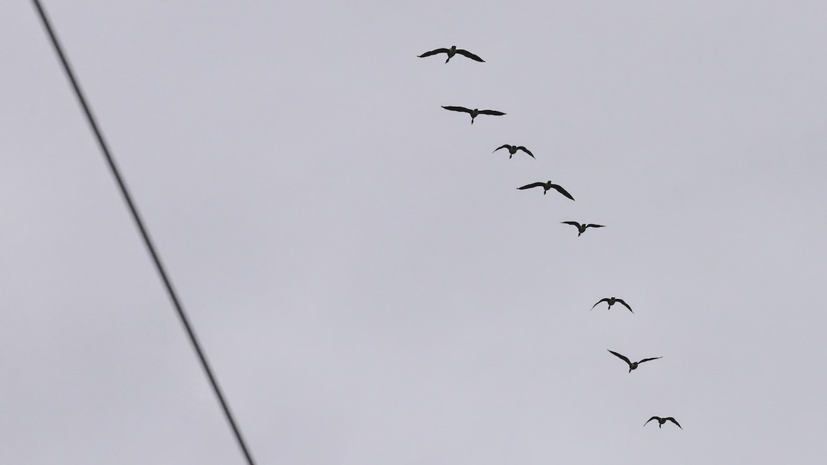 Branta kanadar handia - ML643503355