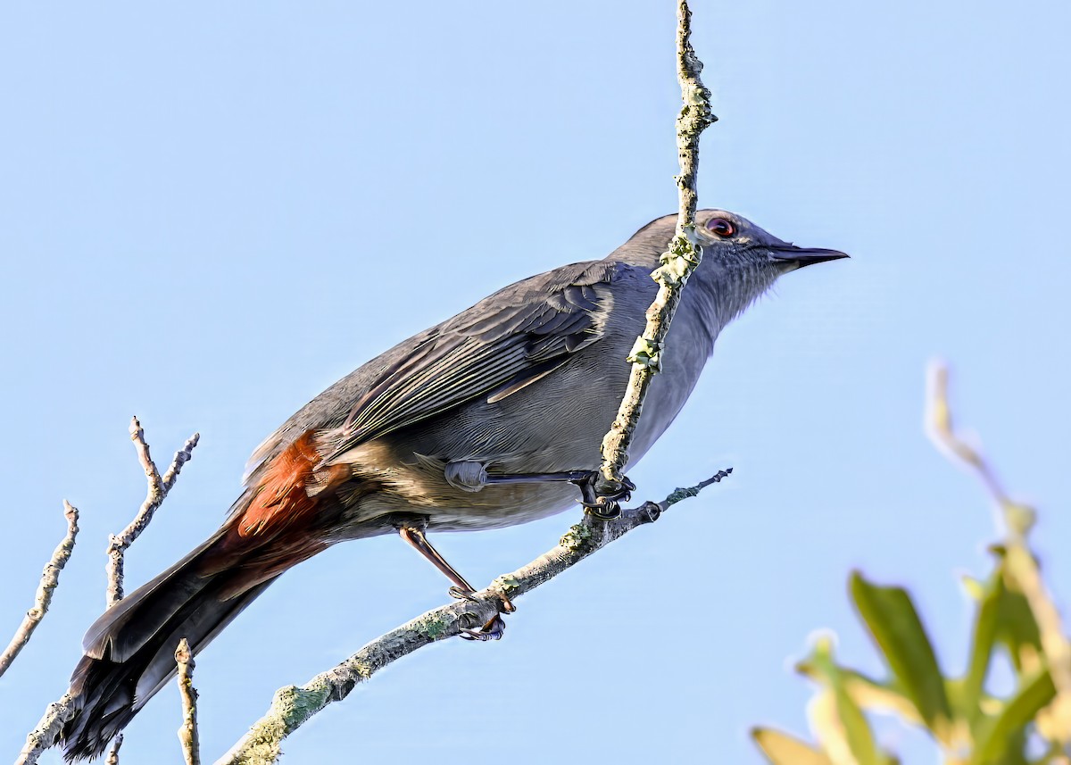 kattespottefugl - ML643503357