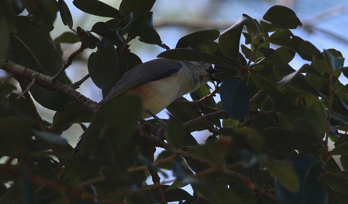 Tufted Titmouse - ML643503359