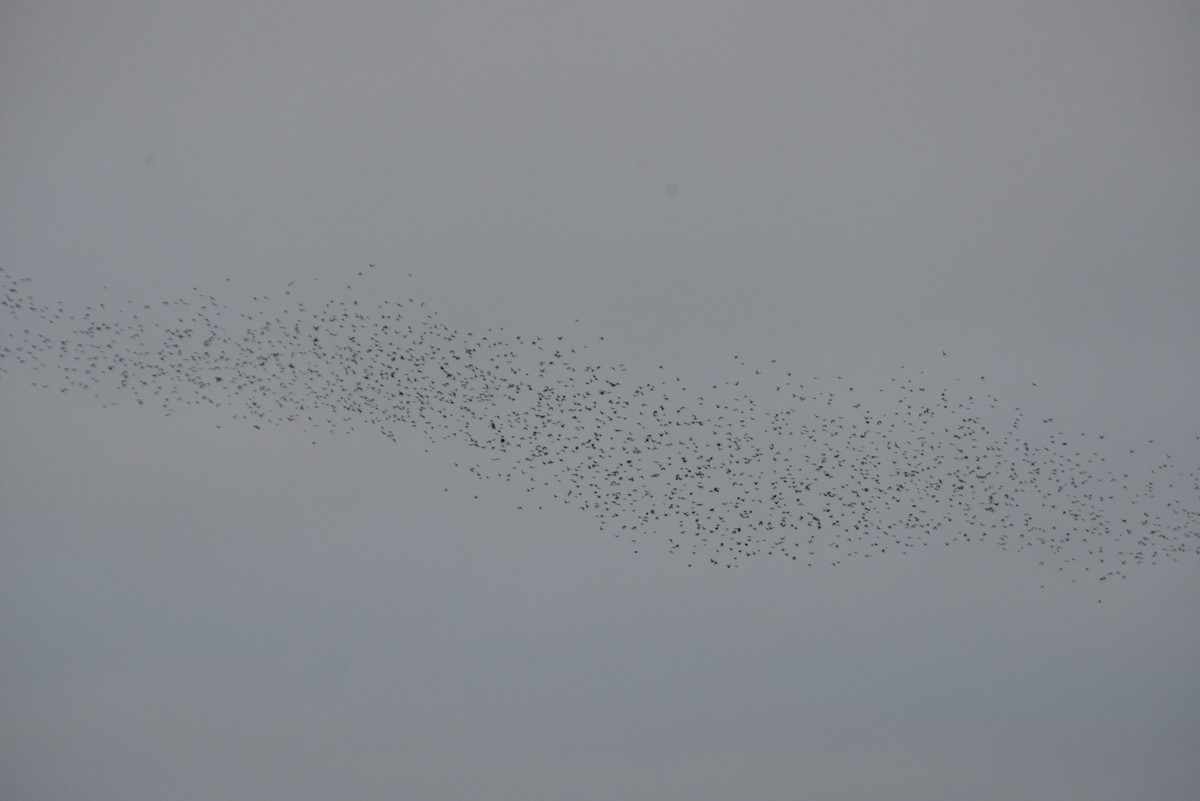 European Starling - ML643503362