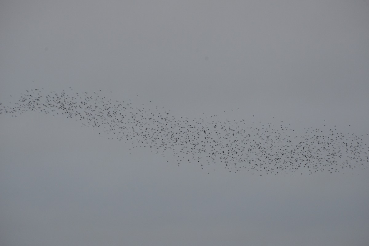 European Starling - ML643503363