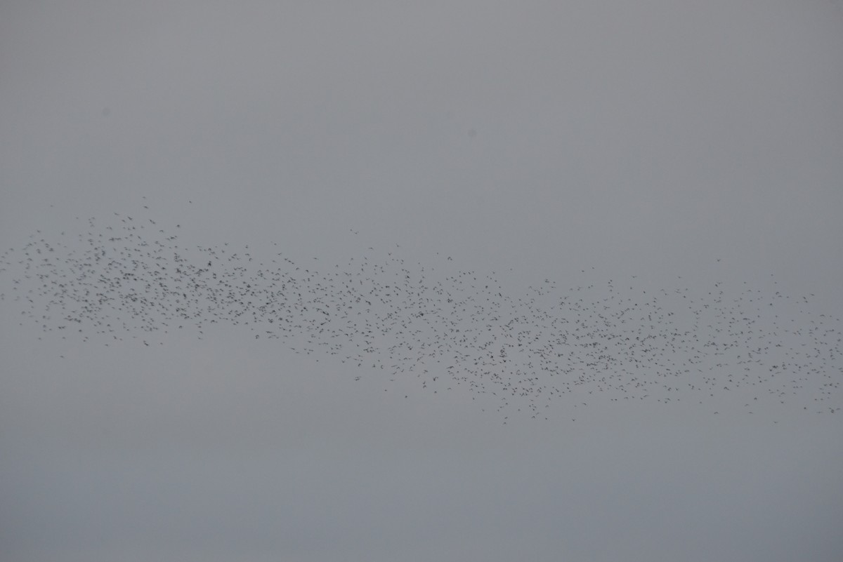 European Starling - ML643503364