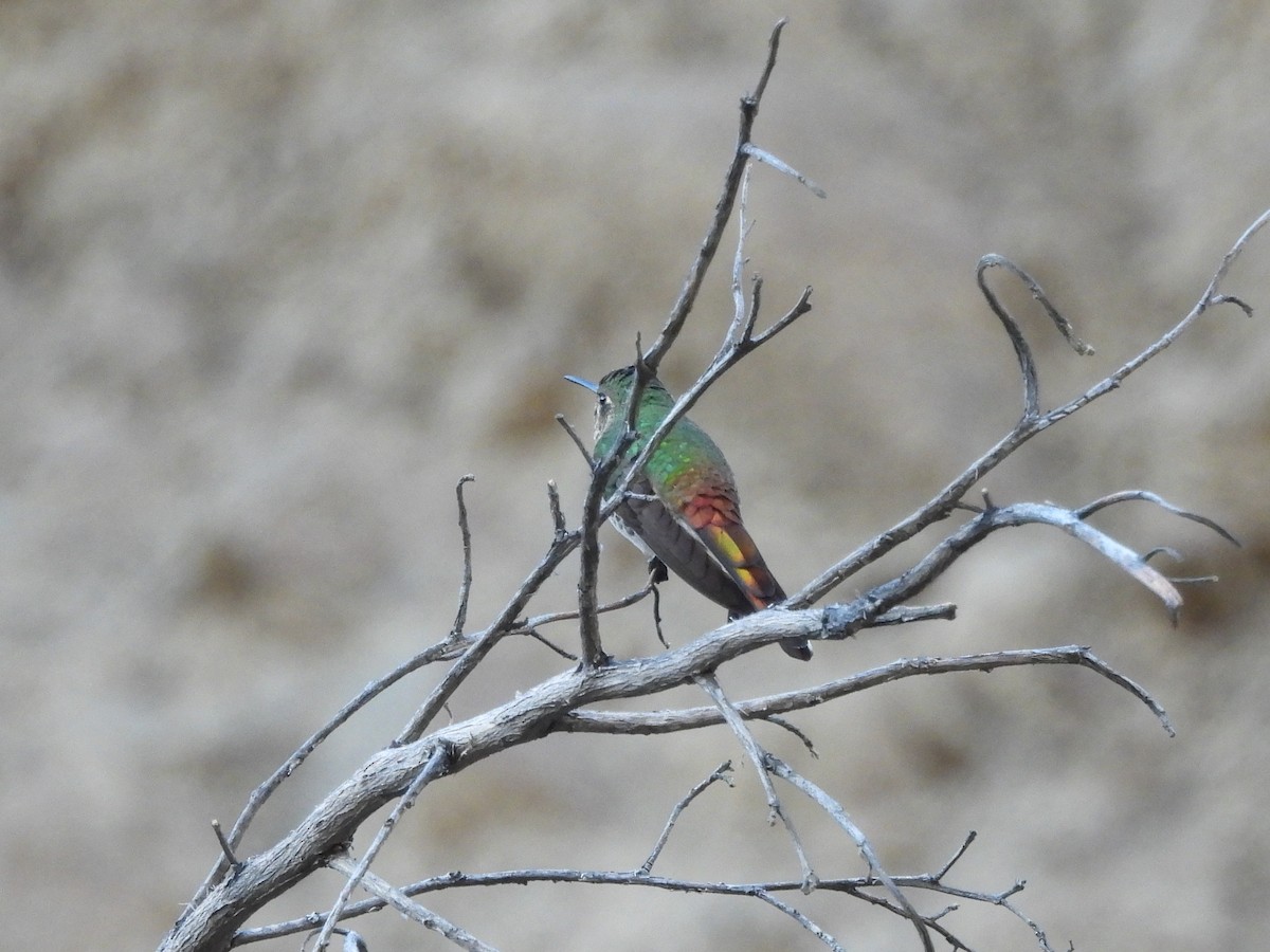 Red-tailed Comet - ML643503365