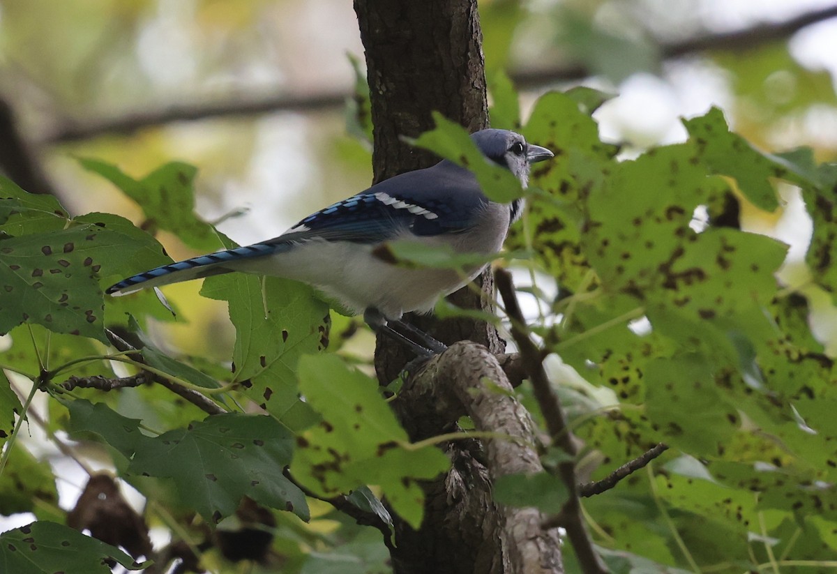Blue Jay - ML643503368