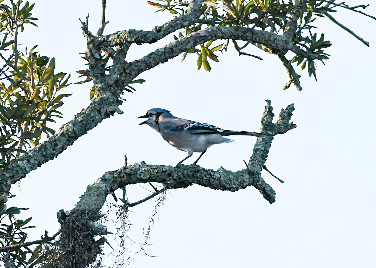 Blue Jay - ML643503379