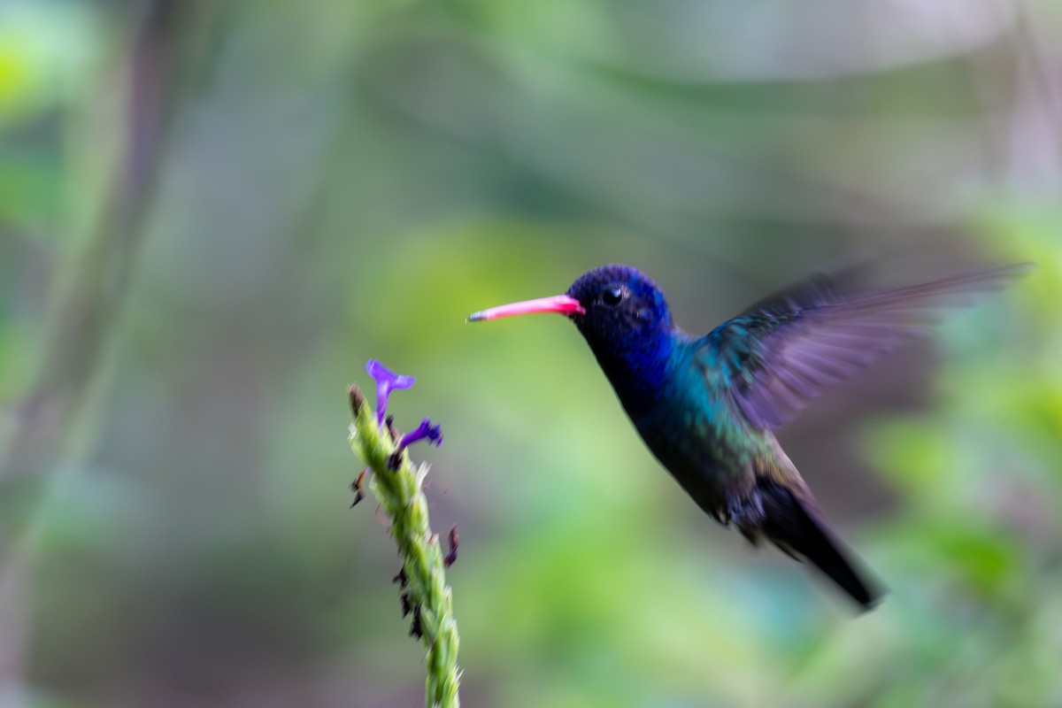 hvithakekolibri - ML643503380