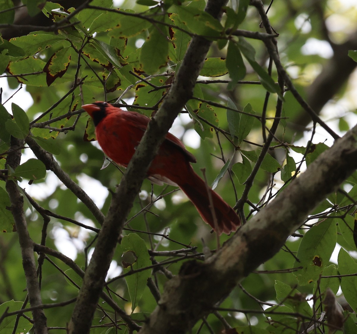 Northern Cardinal - ML643503381