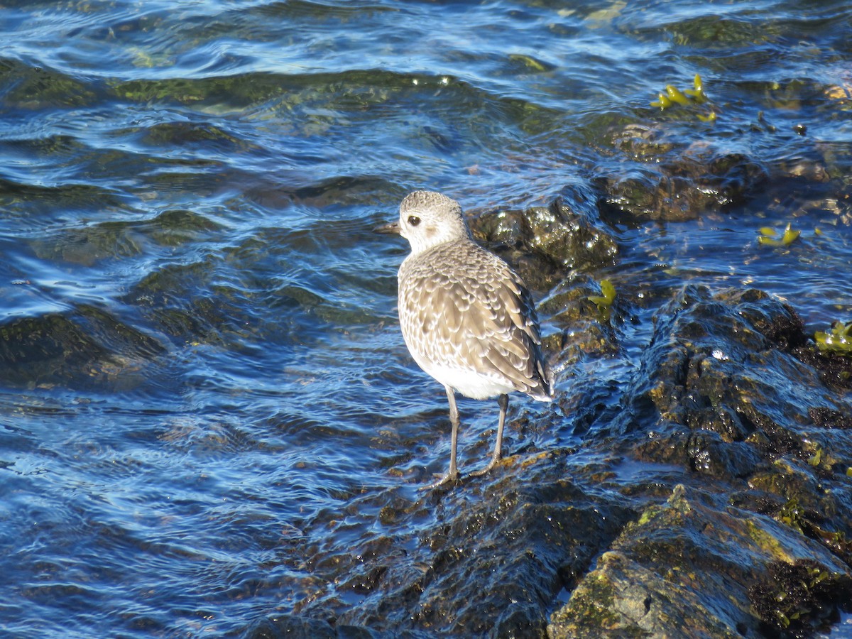 Black-bellied Plover - ML643503382