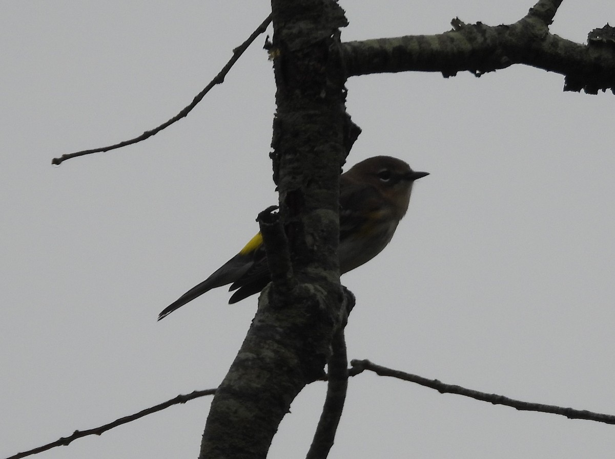 Yellow-rumped Warbler - ML643503387