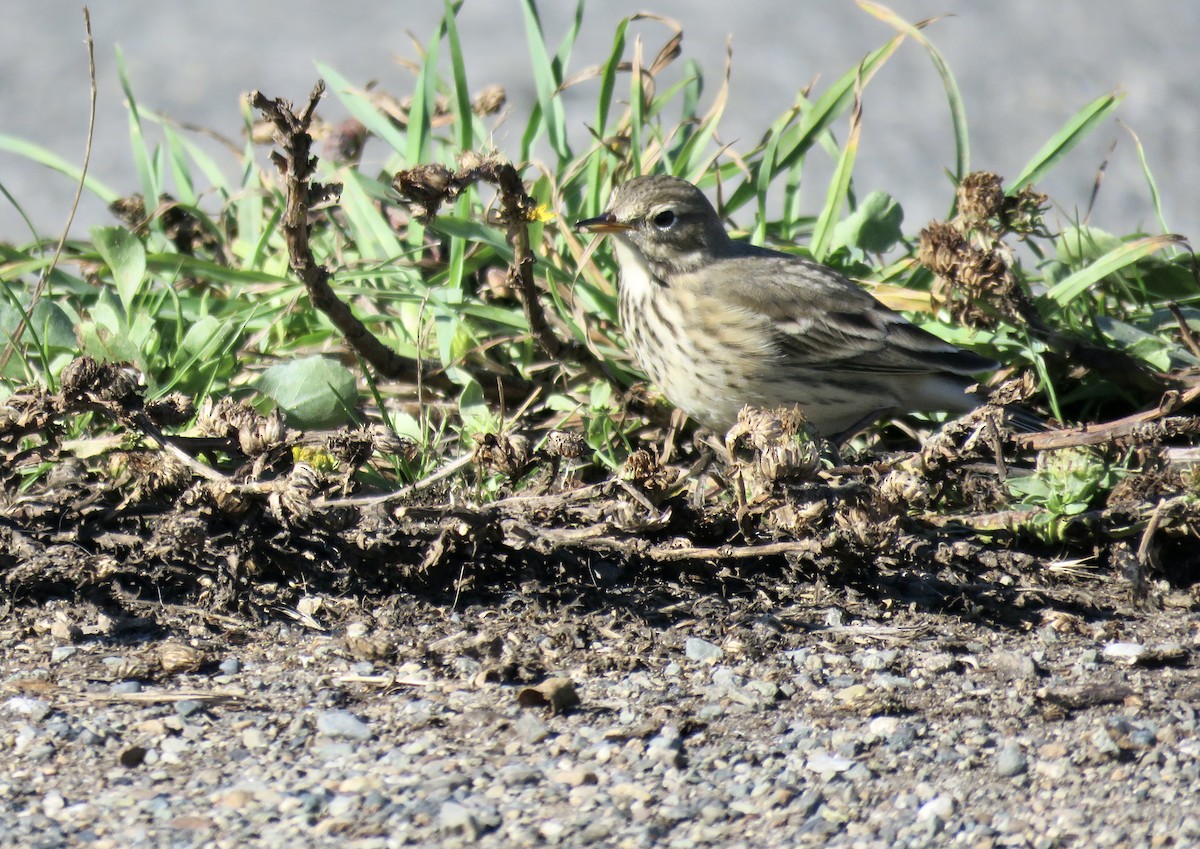 American Pipit - ML643503388