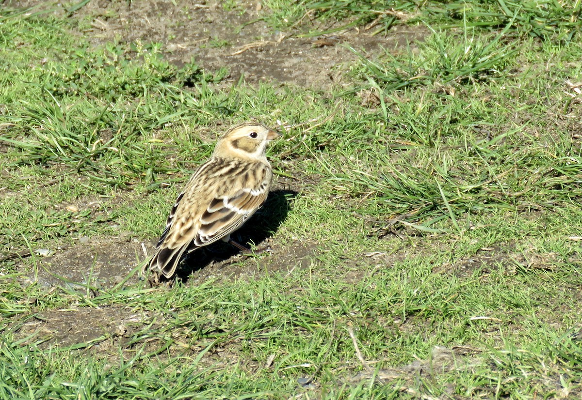 Lapland Longspur - ML643503394