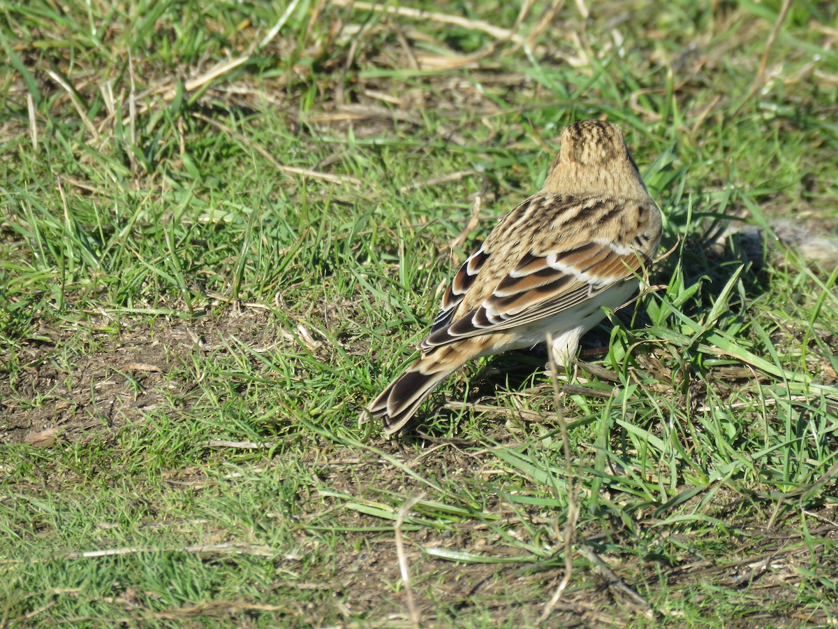 Lapland Longspur - ML643503397