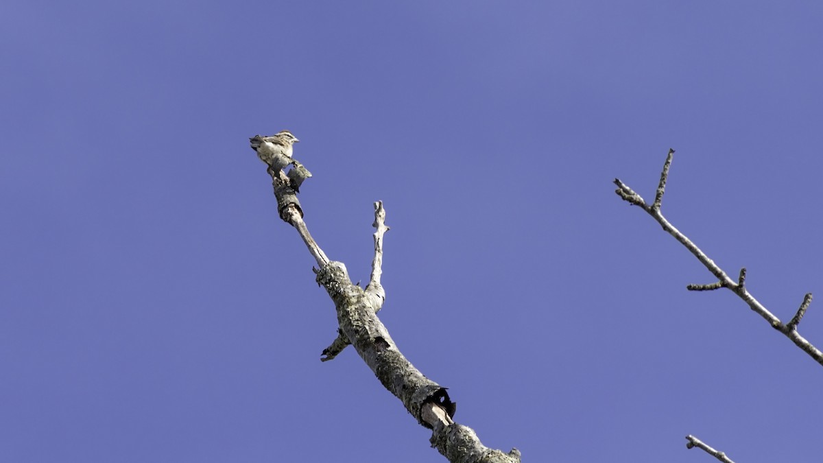 Chipping Sparrow - ML643503398
