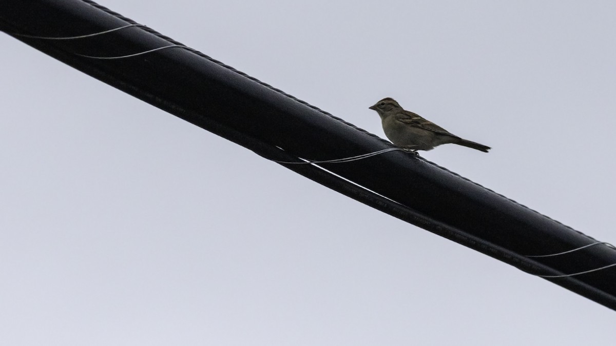 Chipping Sparrow - ML643503403
