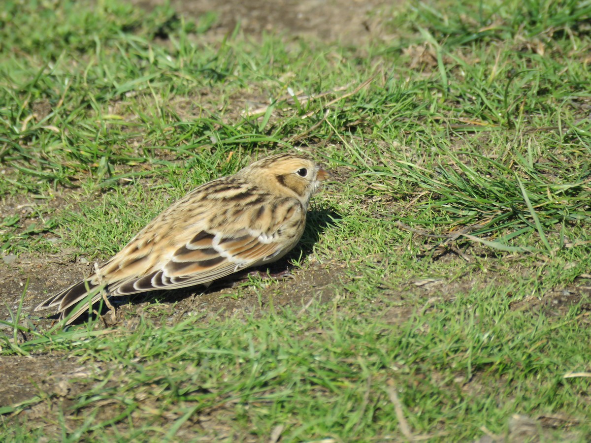Lapland Longspur - ML643503405