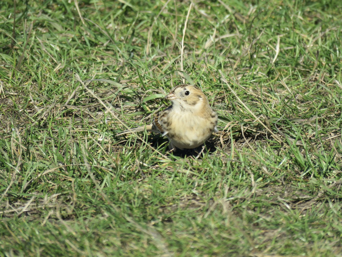 Lapland Longspur - ML643503410