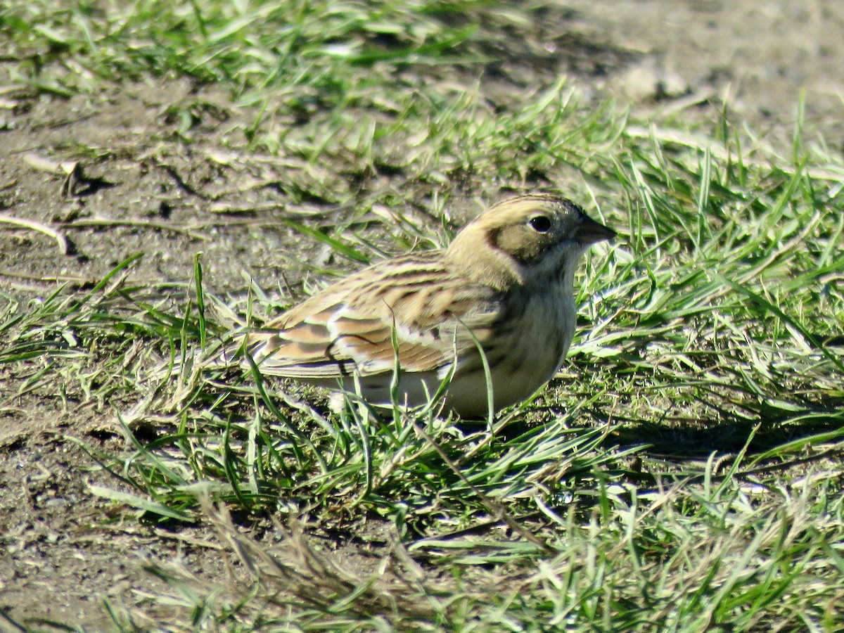 Lapland Longspur - ML643503416
