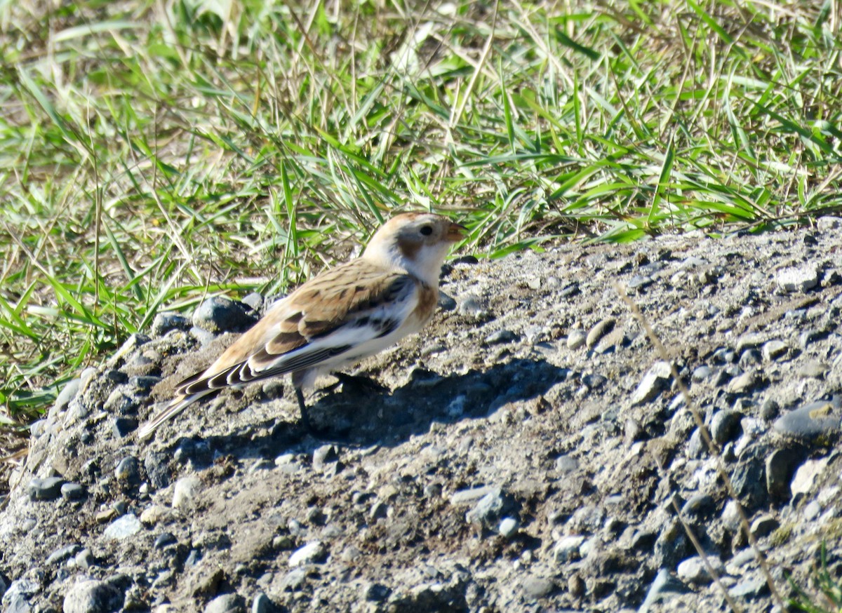 Snow Bunting - ML643503423