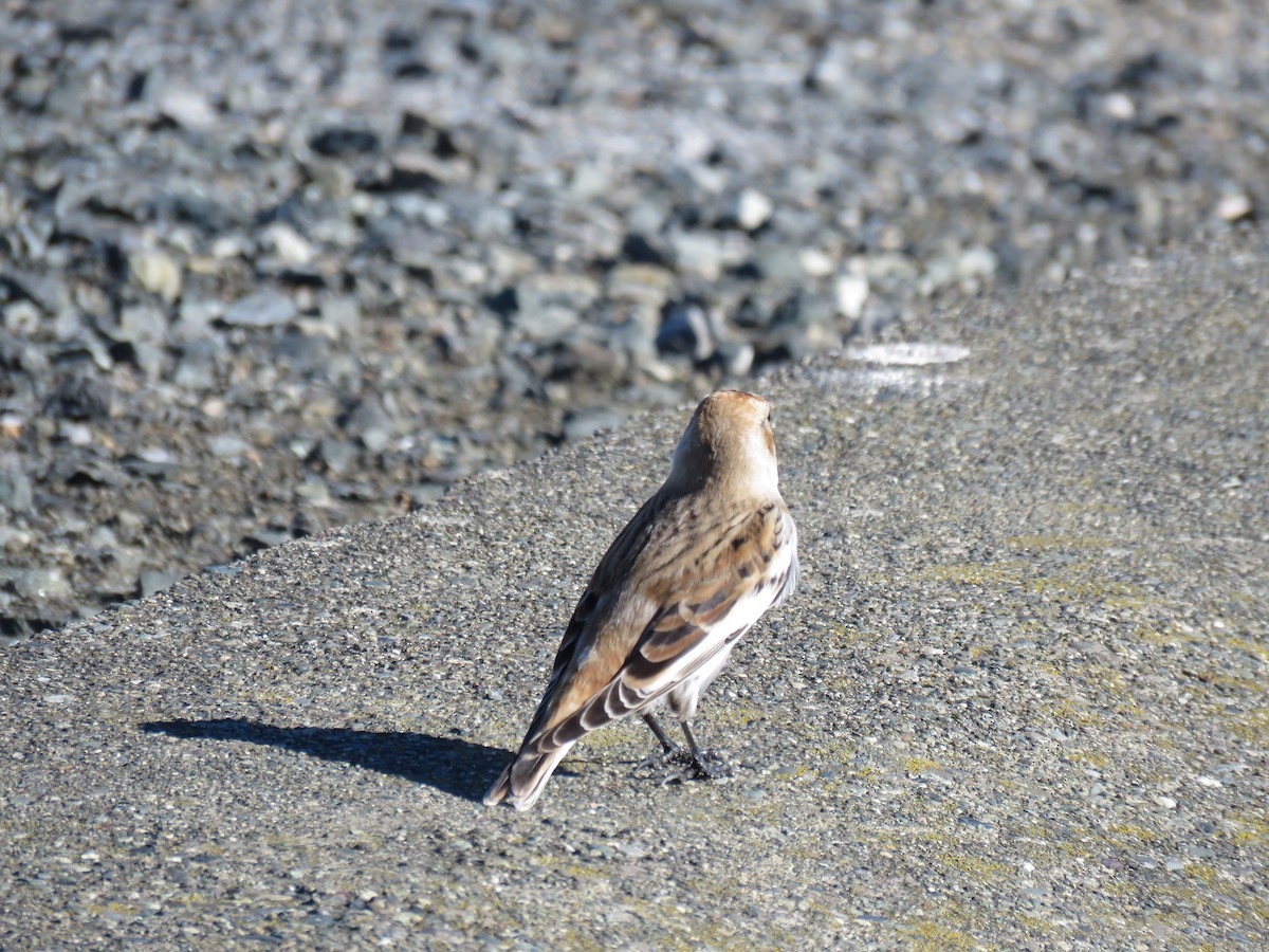 Snow Bunting - ML643503429