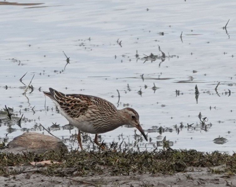 Pectoral Sandpiper - ML643503433