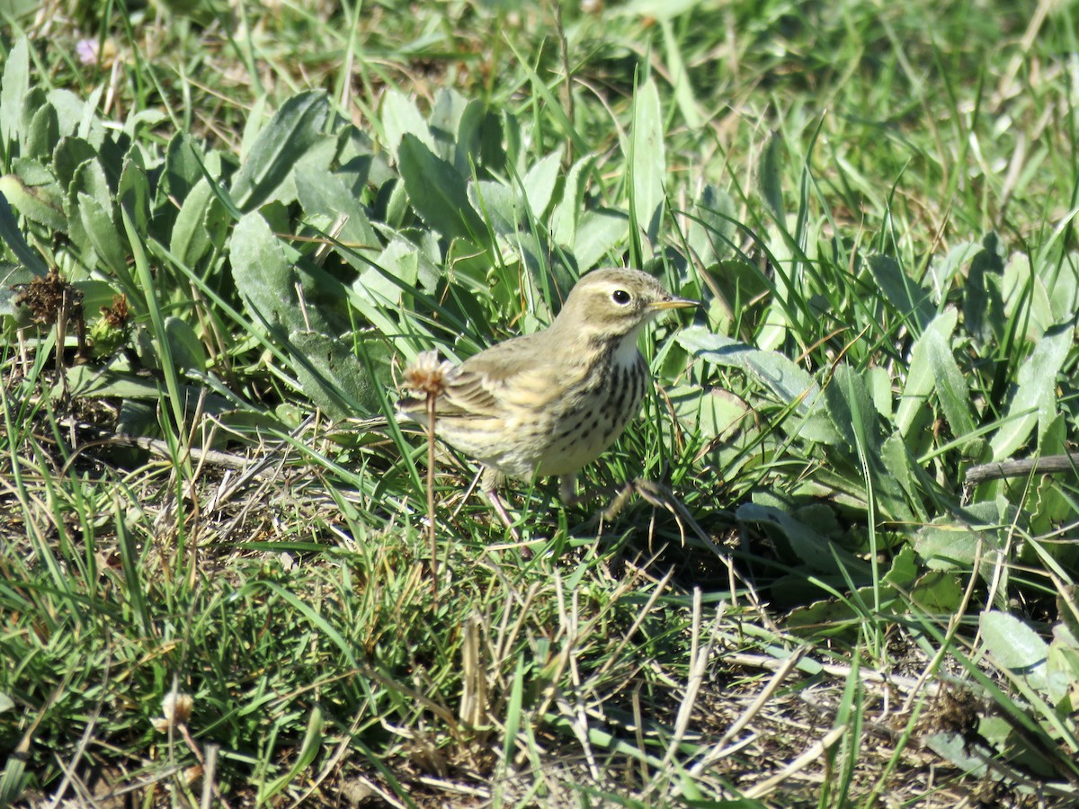 American Pipit - ML643503447