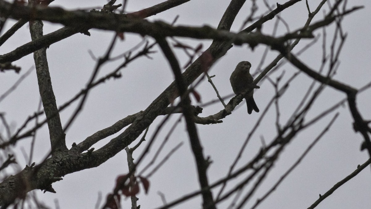 Brown-headed Cowbird - ML643503450