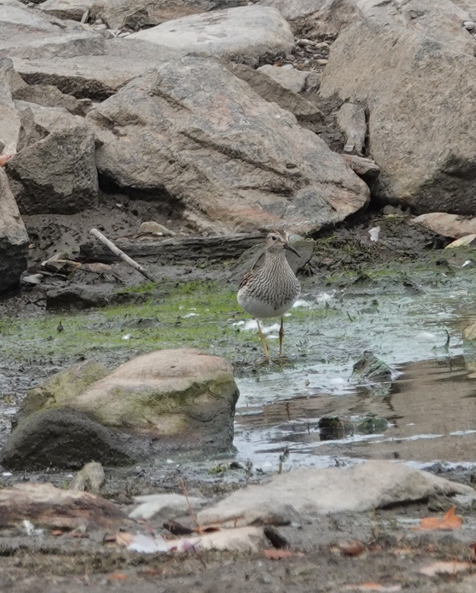 Pectoral Sandpiper - ML643503462