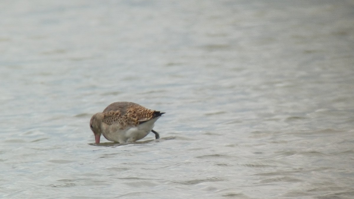 Black-tailed Godwit (Icelandic) - ML643503477