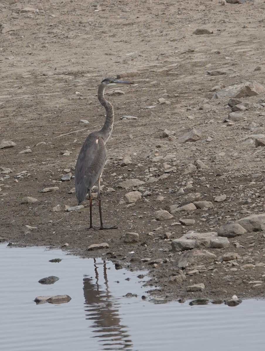 Garza Azulada - ML643503485