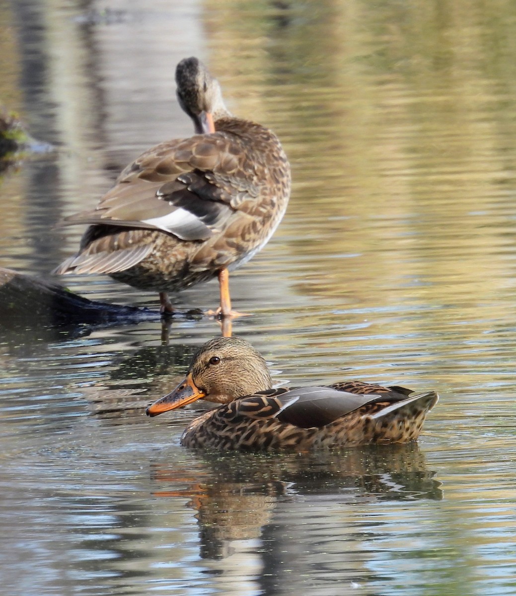 Gadwall - ML643503493