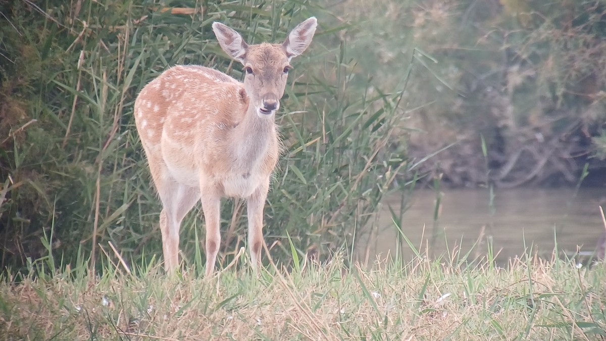 European Fallow Deer - ML643503500
