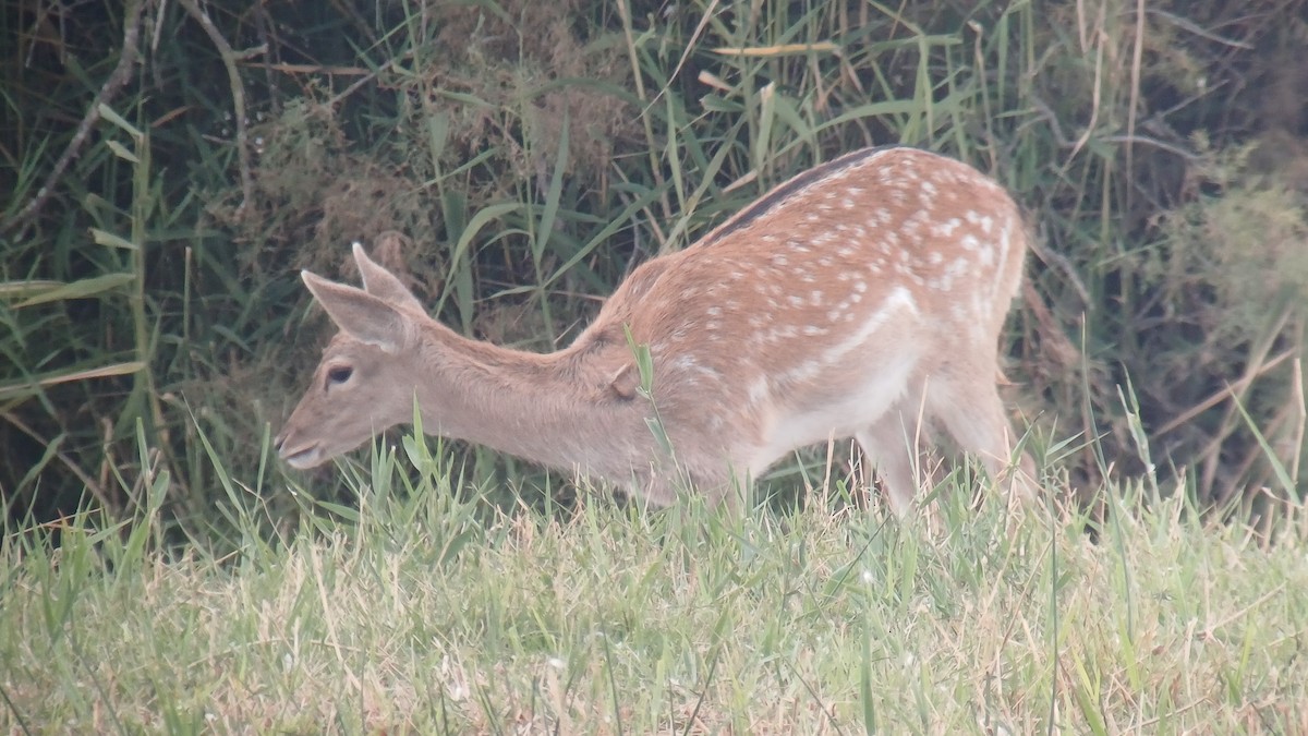 European Fallow Deer - ML643503501