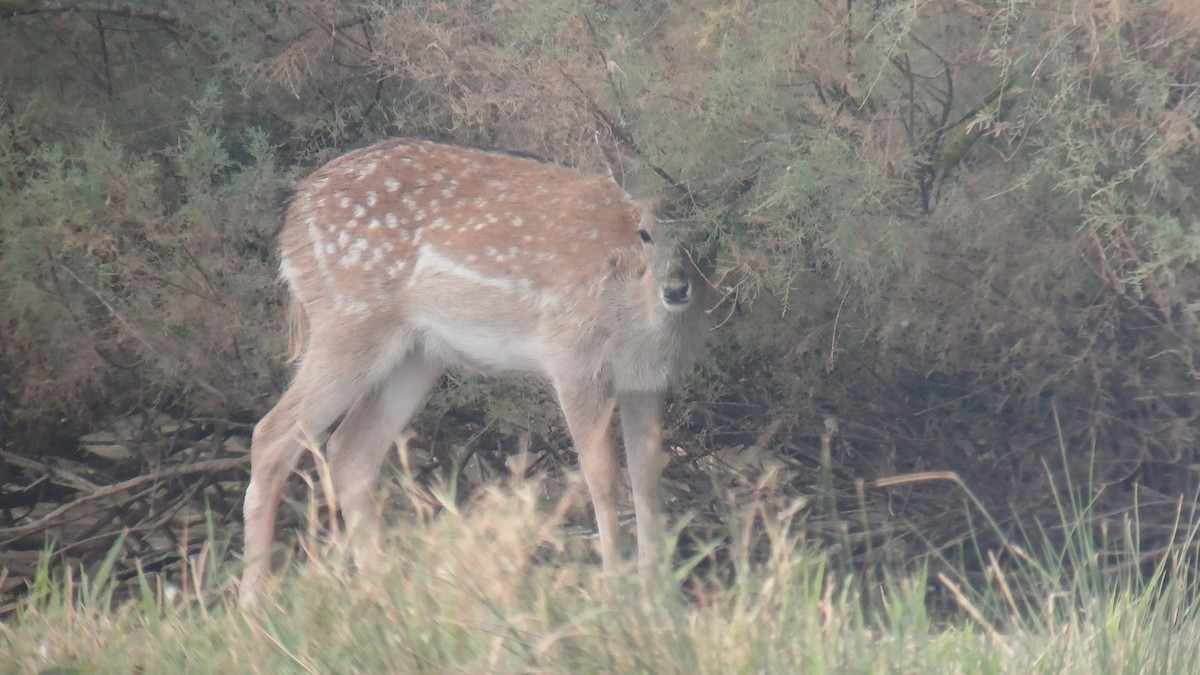 European Fallow Deer - ML643503502
