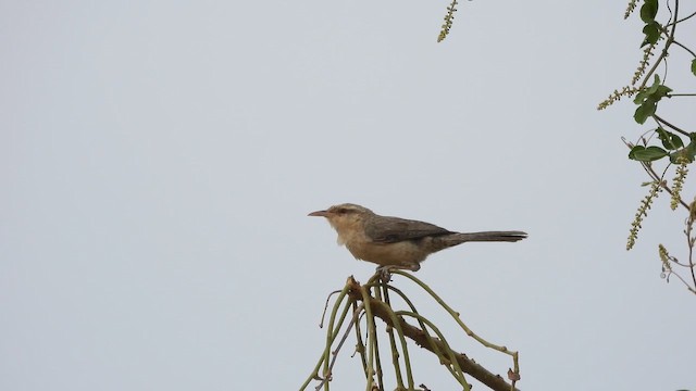Thrush-like Wren - ML643503507