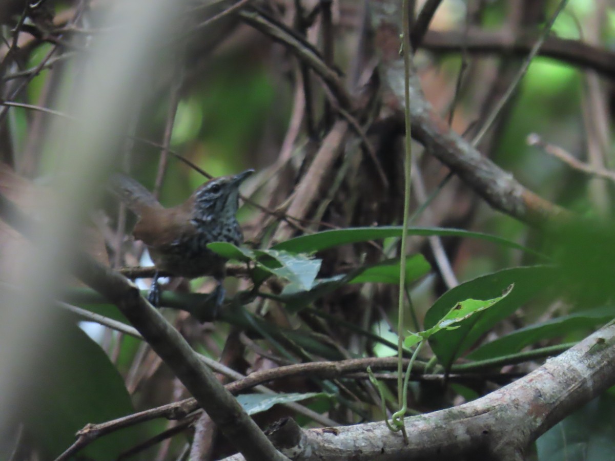 Spot-breasted Wren - ML643503509