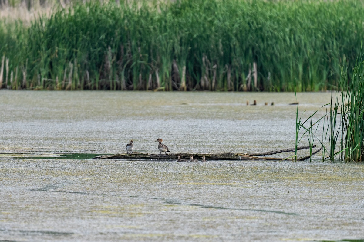 Hooded Merganser - ML643503514
