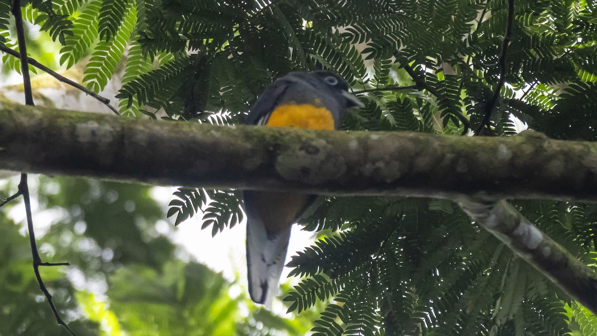 White-tailed Trogon - ML643503521