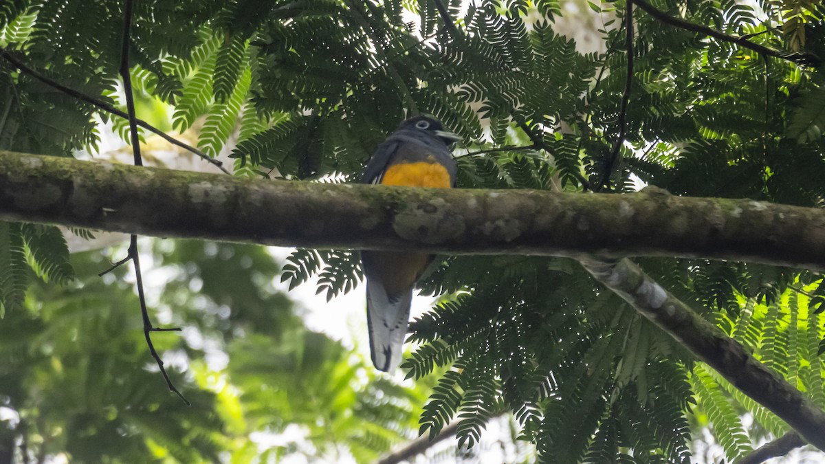 White-tailed Trogon - ML643503522