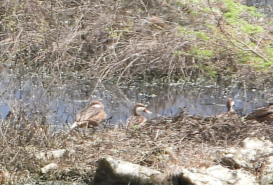 White-cheeked Pintail - ML643503526