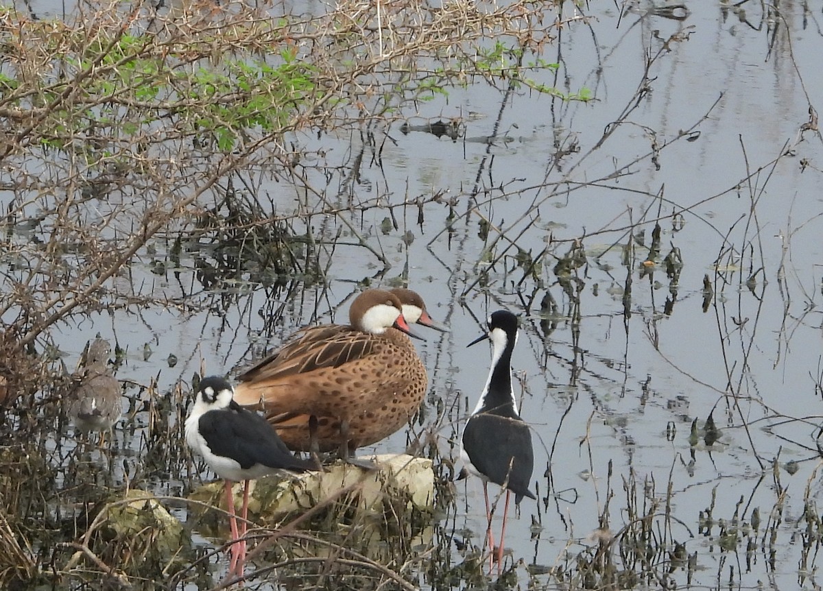 White-cheeked Pintail - ML643503527