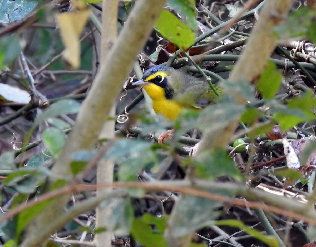 Kentucky Warbler - ML643503532