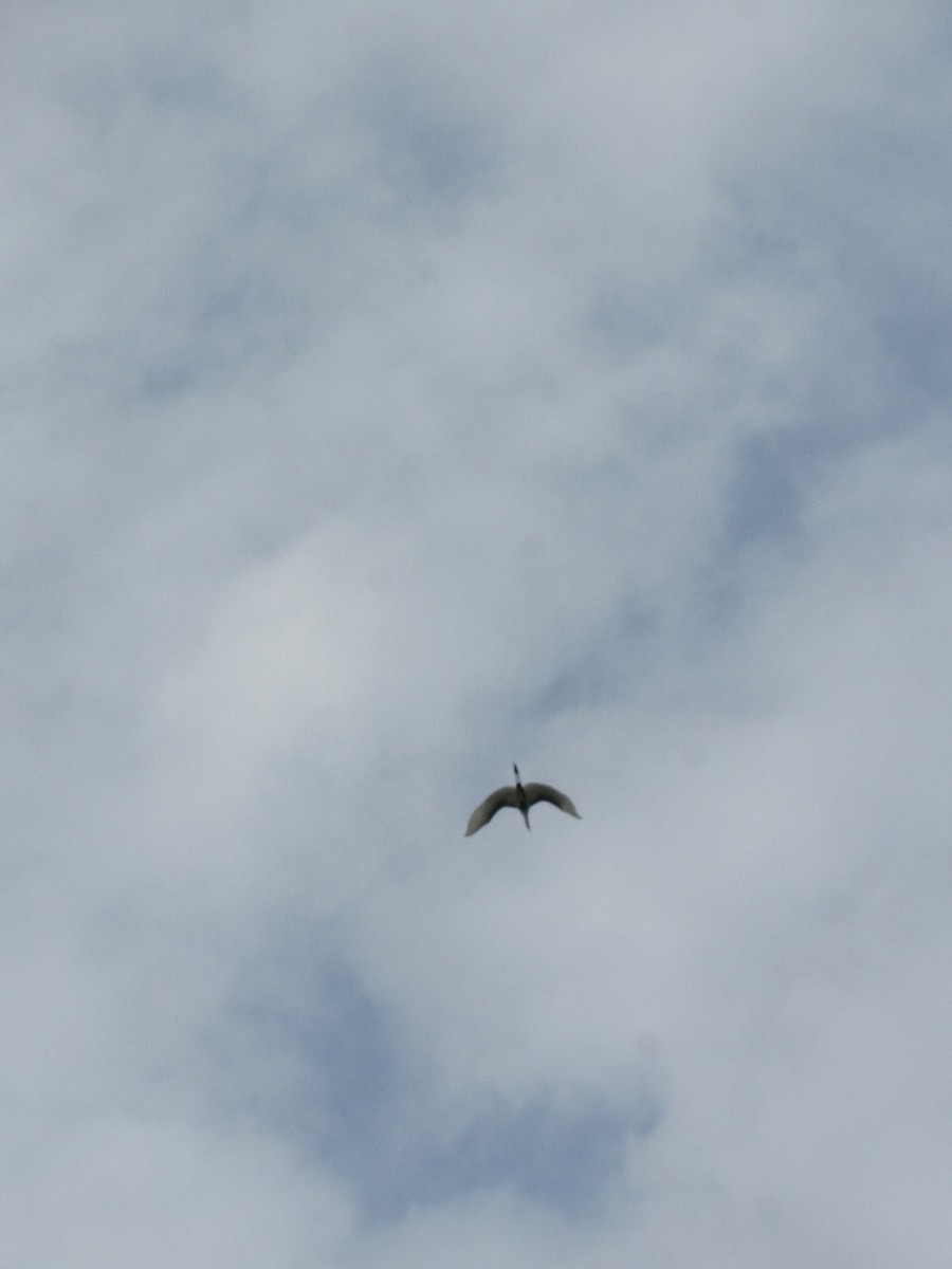 Great Egret - ML643503535