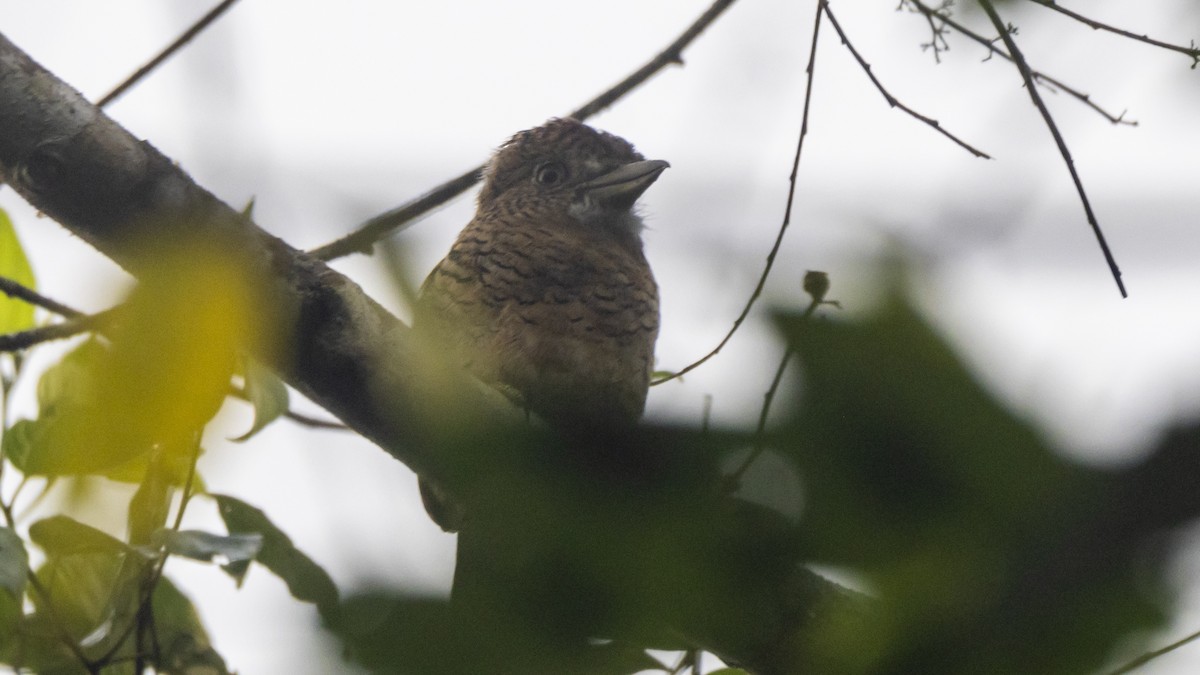 Barred Puffbird - ML643503539