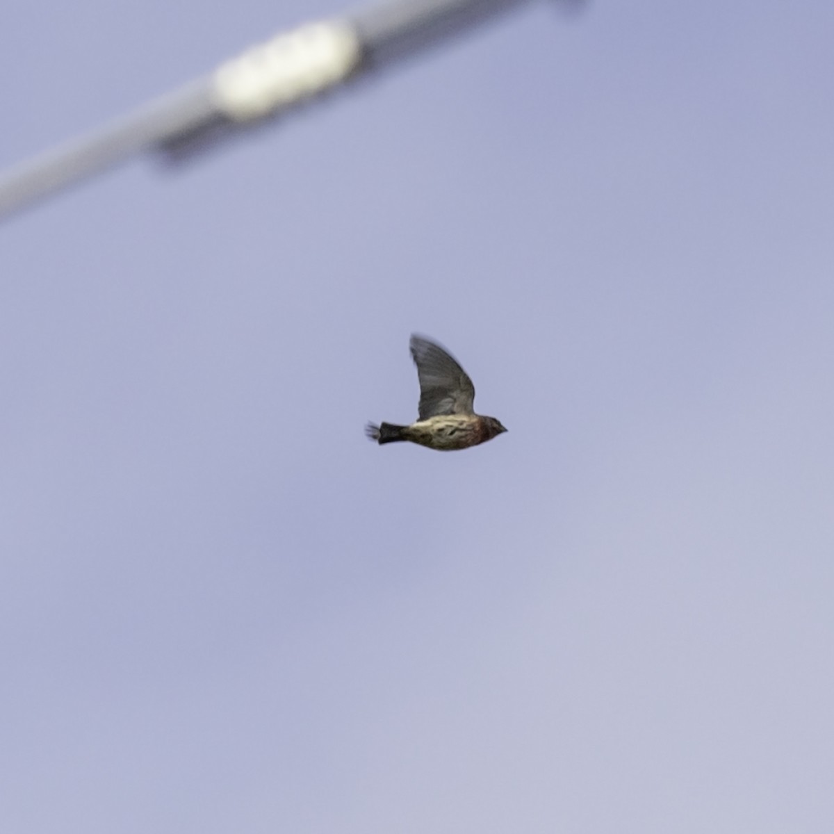 House Finch - ML643503558
