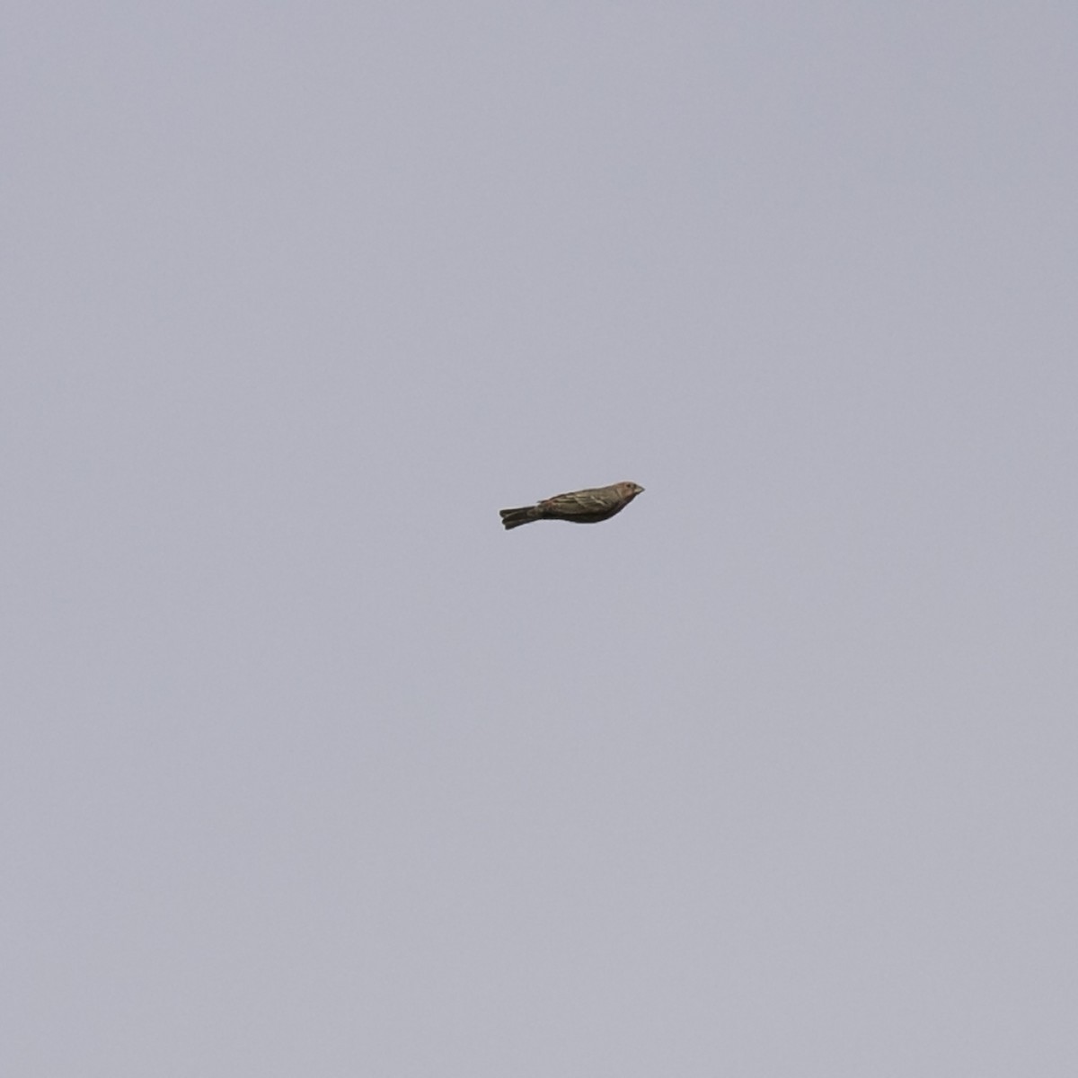 House Finch - ML643503561